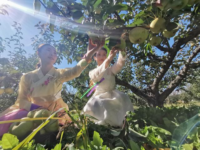 苹果梨产地 苹果梨产地（苹果梨产量） 生活