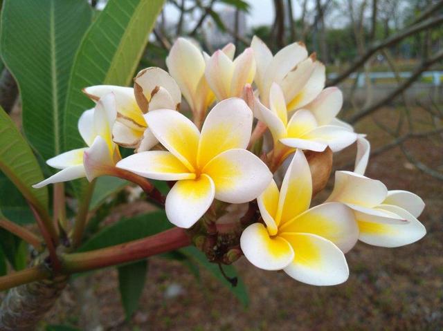 鸡蛋花图片