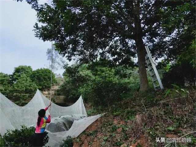 乌榄 乌榄（乌榄炭） 生活