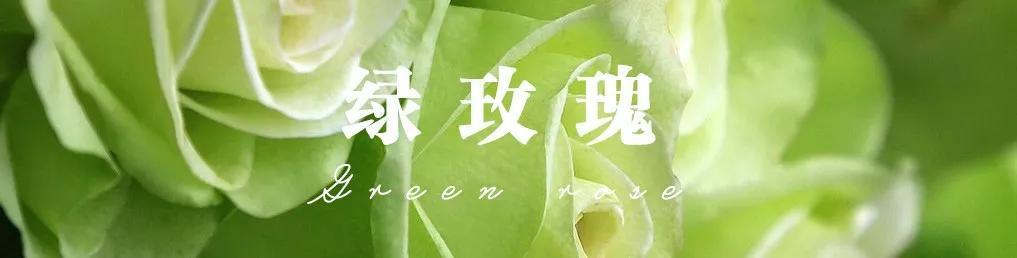 玫瑰花的样子