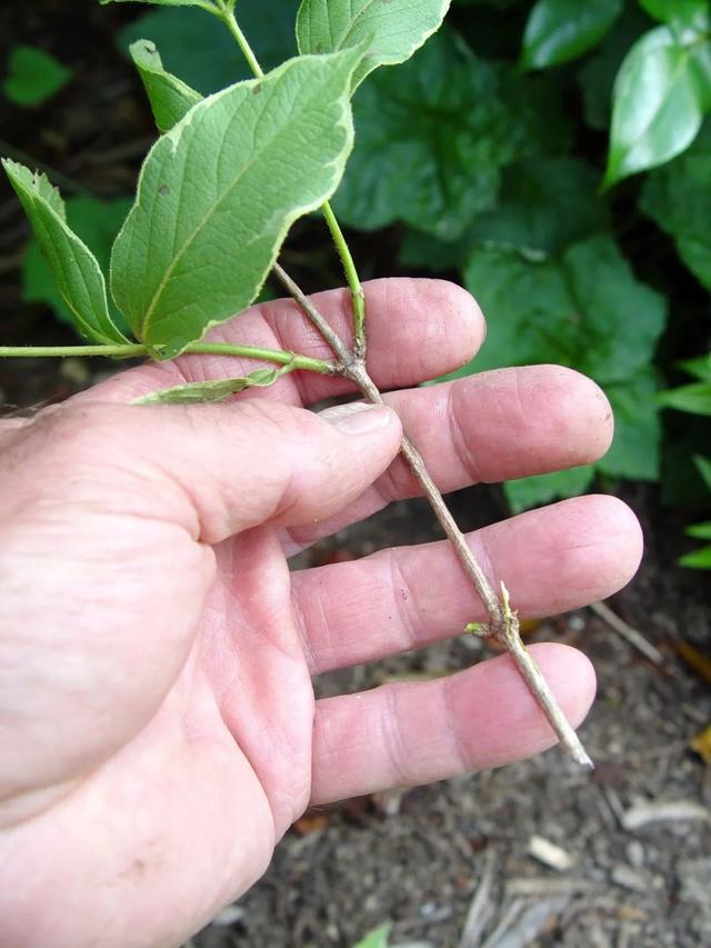 锦带花 锦带花（锦带花和海仙花的区别） 生活