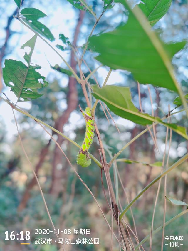 烟草天蛾