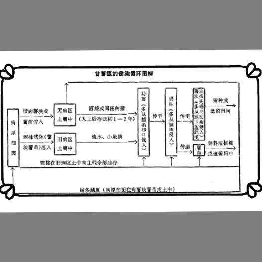 春季红薯种植期，要注意这个病害，红薯瘟病要注意预防以免减产4