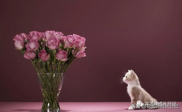 19朵红玫瑰代表什么 19朵红玫瑰代表什么（送19朵红玫瑰代表什么） 生活