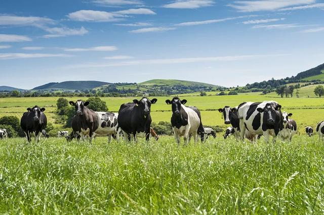 爱尔兰乳业巨头在华发力，首款草饲成人奶粉成功亮相