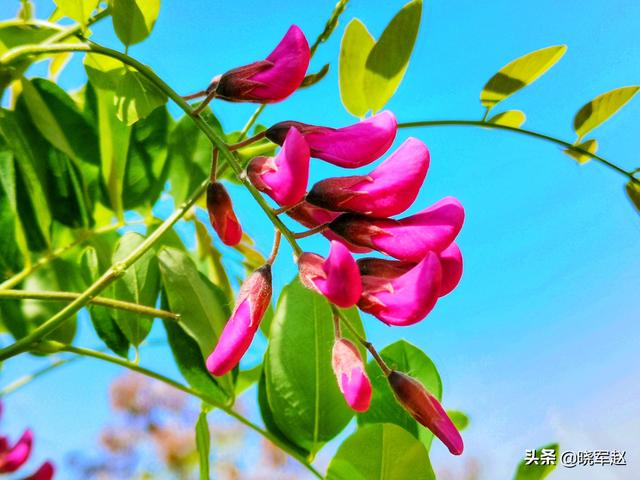 红花槐 红花槐（红花槐树图片） 生活