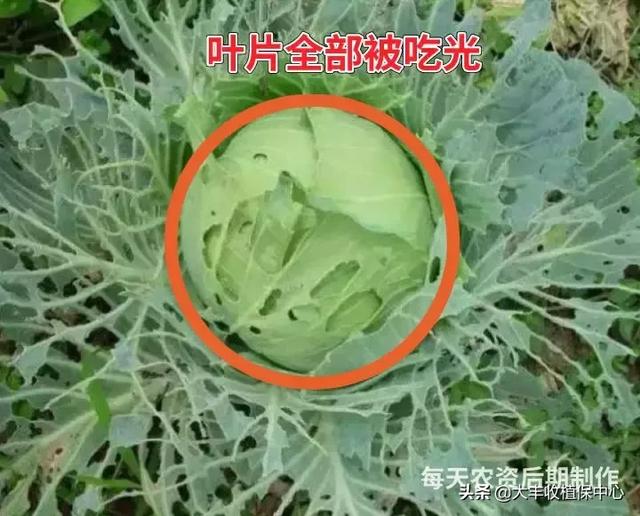 红蜘蛛、蚜虫、蓟马等虫害爆发期，最佳用药方案看这里！「收藏」8