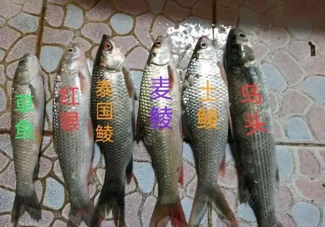 南宁钓鱼