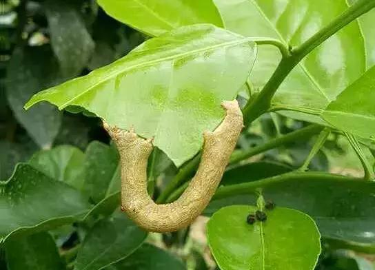 15张图看懂7种常见柑橘虫害，附防治药剂方案，值得收藏14