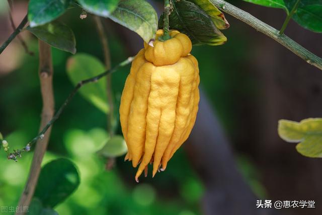 佛手柑
