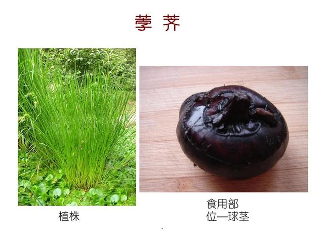 水生植物 水生植物（水生植物种植施工方案） 生活