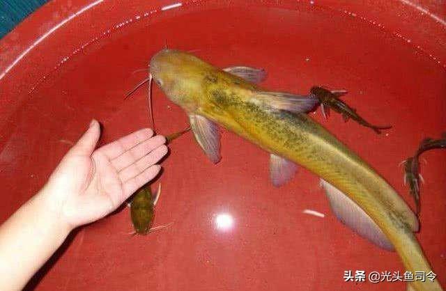 昂刺鱼没有鱼鳞吗