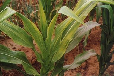 病菌引起的玉米矮缩不长，损失大，易混淆，应该学会这样识别防治