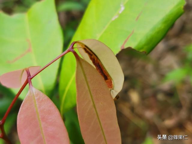 荔枝的嫩叶子为什么中间枯萎了？认识这种害虫和防治方法是关键3