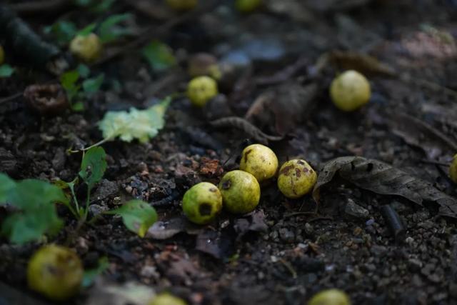 给天生容易耗血的女生：一碗“经典回血汤”