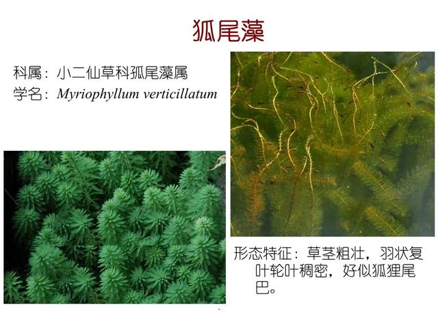 常见水生植物