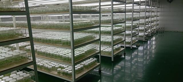 外植體進瓶準備4,雷吉娜雷吉娜是德國品種,於2016年自美國引入我國.