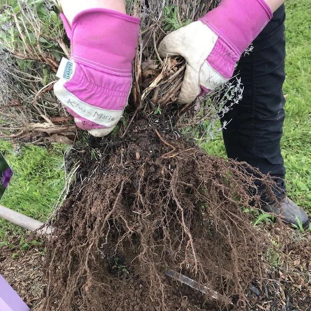 狭叶薰衣草 狭叶薰衣草（狭叶熏衣草是草本还是木本） 生活