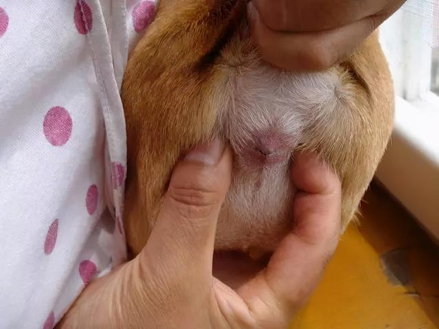 狗狗膀胱按压排尿法(给狗狗挤压膀胱排尿)-艾拉狗狗乐园