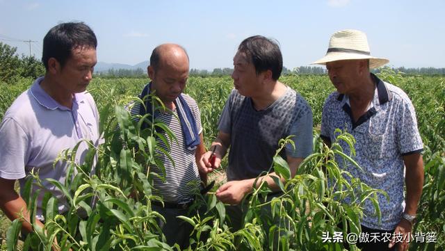 甲维盐和阿维菌素哪个杀虫效果更好？同样的药物价格、效果差在哪2