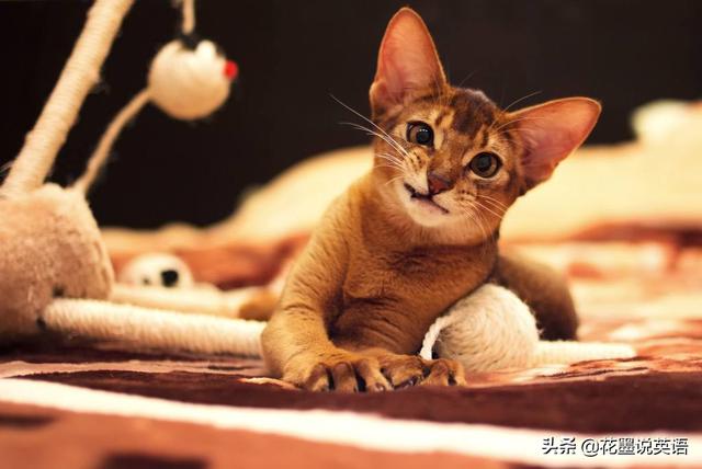 mouse的复数