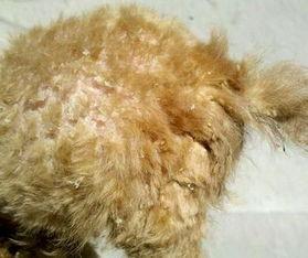 泰迪狗狗鼻子里面长虫怎么办(泰迪鼻子里的虫子怎么处理)-艾拉养犬