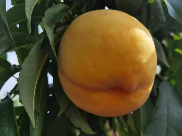 驻马店市驿城区蚁蜂镇：瓜果飘香 产业兴旺