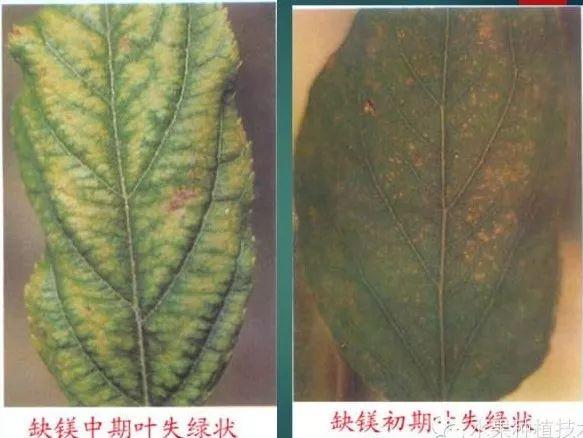 苹果树常见8种缺素症的表现及防治（图文版）16