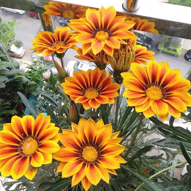 勋章花 勋章花（勋章花种子栽培方法） 生活