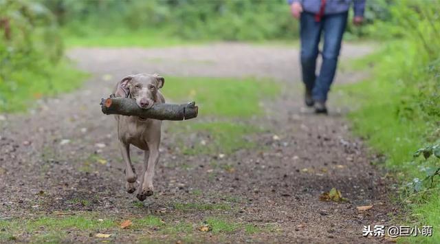 威玛猎犬 威玛猎犬（威玛猎犬多少钱一只） 动物