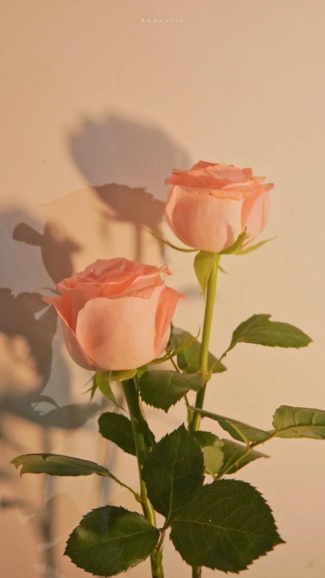 粉色玫瑰竖屏壁纸图片