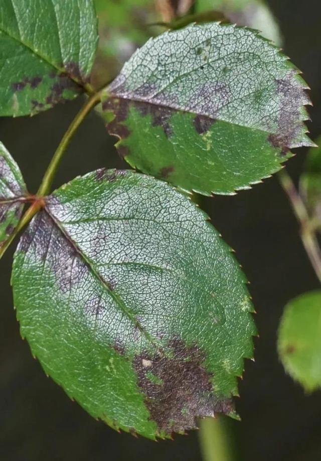 植物感染锈病的潮湿环境，很容易预防，轻松就能清除4