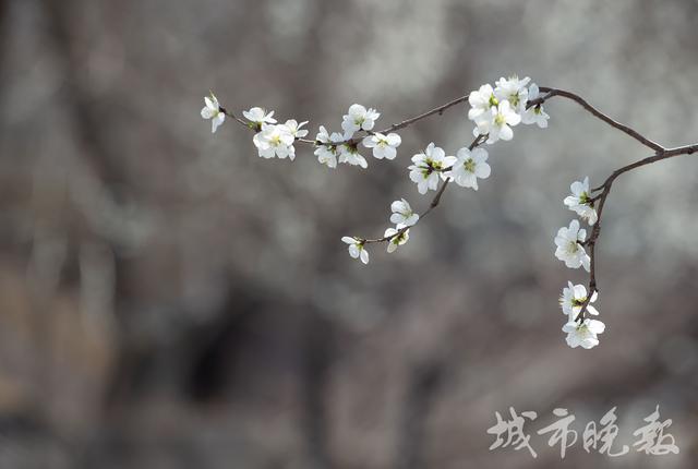 长春市花