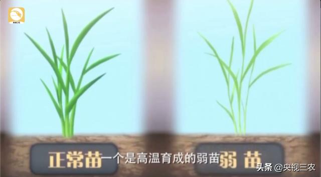 水稻倒伏咋回事儿？这样预防才有用2