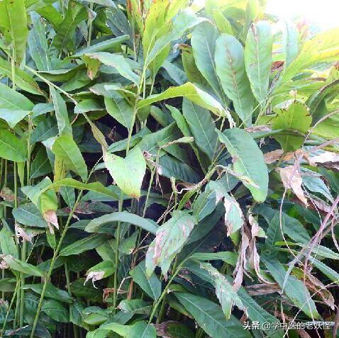 每日一中药——高良姜