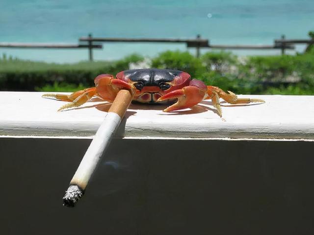 澳洲海边烟头成灾，5千万螃蟹患“烟瘾”，环境污染如此严重？