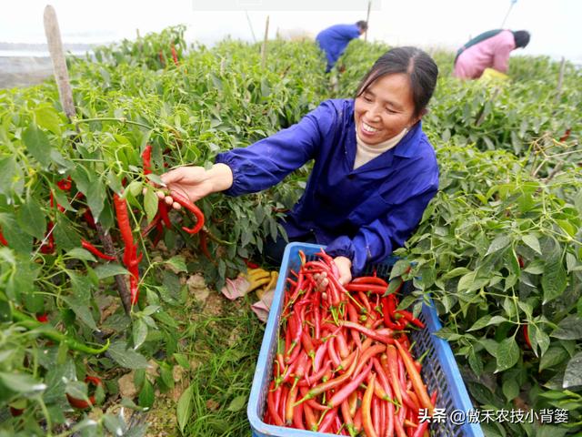 甲维盐和阿维菌素哪个杀虫效果更好？同样的药物价格、效果差在哪9