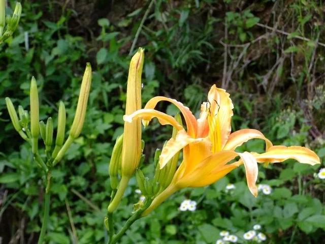 《诗经》里的植物---忘忧草