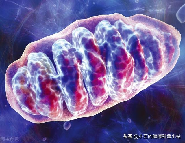 辅酶Q10真能延缓衰老吗？50岁后的中老年人应该科学服用辅酶Q10