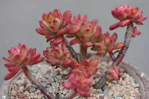 多肉植物图谱 多肉植物图谱