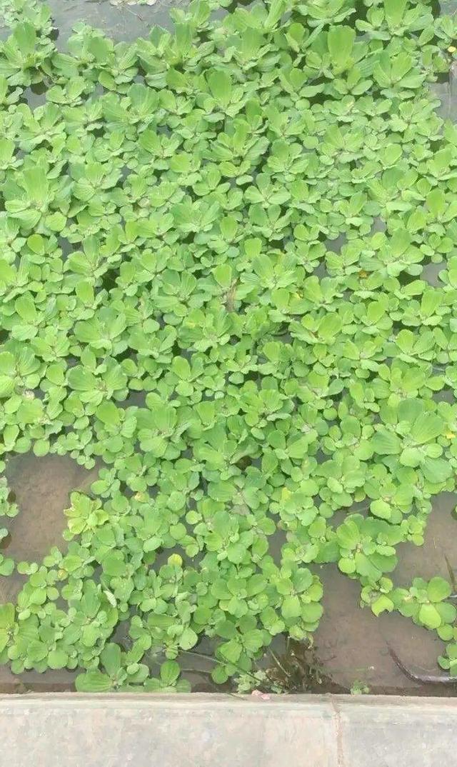 水植物 水植物（水生植物施工组织设计） 生活