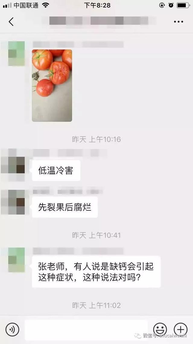 蔬菜卫士 专家在线：番茄大量腐烂，罪魁祸首究竟是谁？5