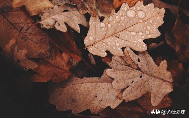 重阳节的秋雨唯美句子，一场秋雨一场寒