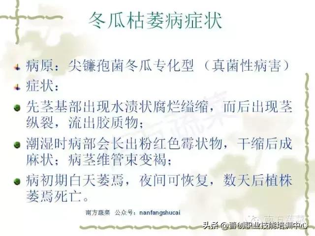 【作物病害】冬瓜常见病害识别及防治大全（推荐收藏）18