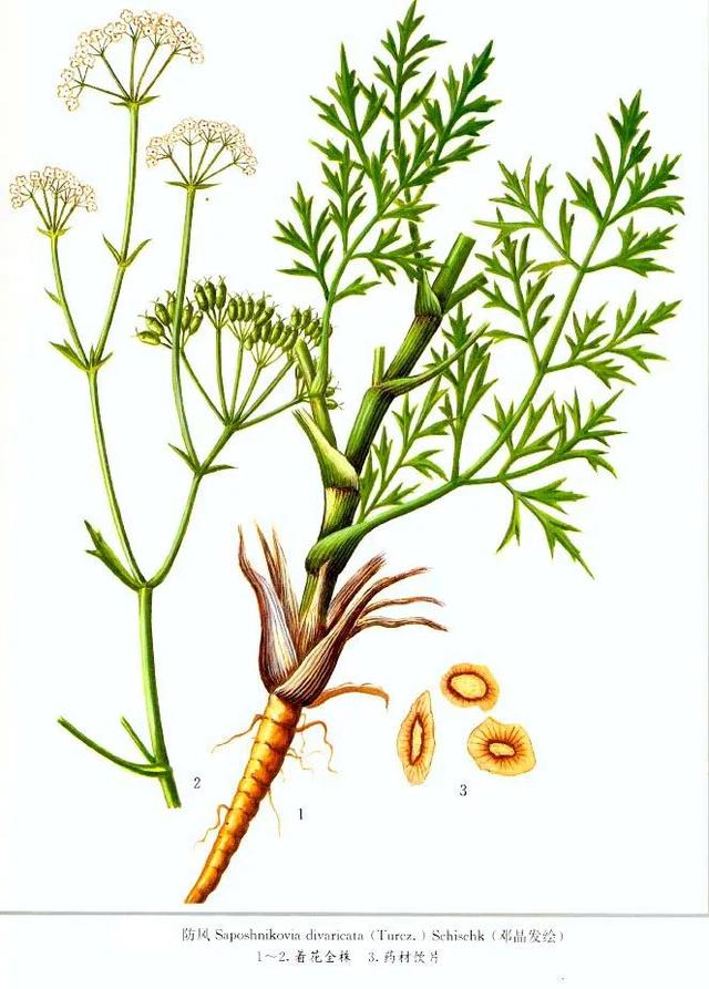 阴阳两虚、气血亏虚、寒热虚实庞杂,但虚不受补,常用仲景薯蓣丸153 作者:admin 帖子ID:12919 阴阳两虚、气血亏虚、寒热虚实庞杂,但虚不受补,常用仲景薯蓣丸153 作者:admin 帖子ID:12919