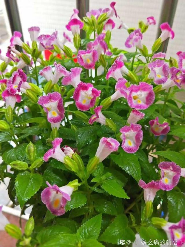 夏天的花 夏天的花（夏天的花卉） 生活