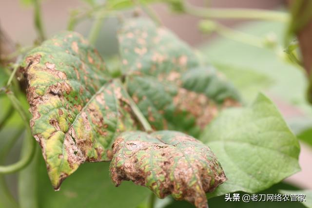 低温多雨、连续重茬豆角炭疽病易发病！防治药剂参考4