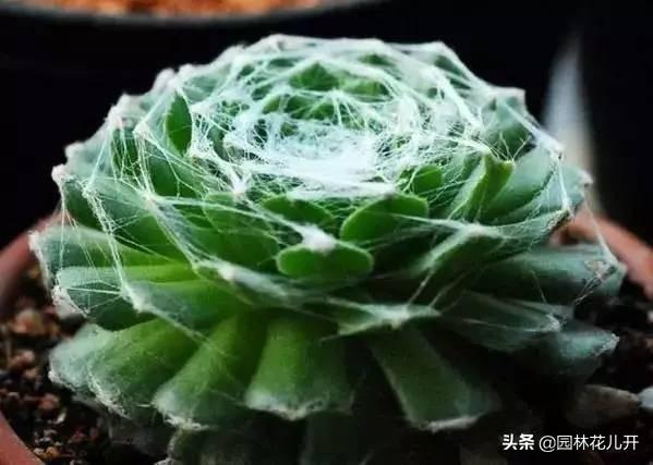 多肉植物图谱 多肉植物图谱（多肉植物怎么种） 生活