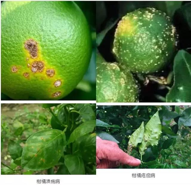 柑橘病害篇之疮痂病-农资百科网