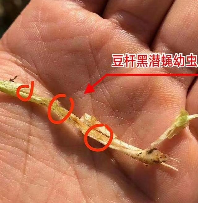 荷兰豆植株出现萎蔫黄化现象？或是豆杆黑潜蝇危害，防治需趁早5